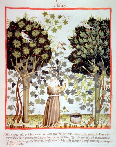 Harvesting Grapes, Tacuinum Sanitatis by Italian School